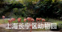 参观上海长宁动物园，下午突然闭园